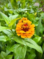 close-up of an orange flower in a garden on a summer day with green foliage in the background
