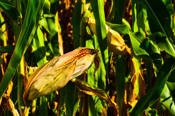 Ear of ripe corn in field ready for harvest in North Dakota.