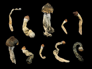 Collection of Dried Isolated Mushrooms