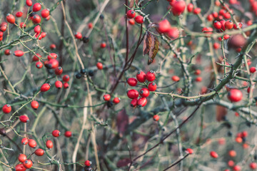 autumn in the beautiful nature, briar berry fruit