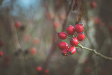 autumn in the beautiful nature, briar berry fruit