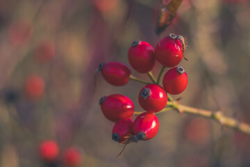 autumn in the beautiful nature, briar berry fruit