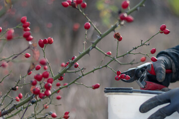 autumn in the beautiful nature, harvesting briar berry fruit
