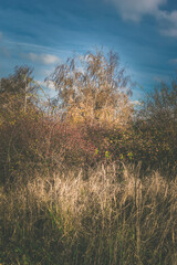 Fototapeta premium colorful autumnal magic atmosphere in the nature