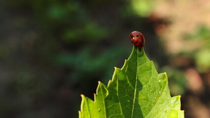 Ladybug on leaf edge, 16:9 aspect ratio