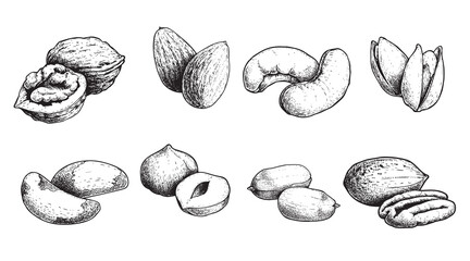 Different nuts set. Sketch style hand drawn nuts with nutshells. Walnut, pistachio, cashew, almond, peanut, hazelnut, Brazil nut and pecan. Vector illustrations. Organic food.