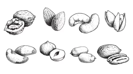 Fotobehang Different nuts set. Sketch style hand drawn nuts with nutshells. Walnut, pistachio, cashew, almond, peanut, hazelnut, Brazil nut and pecan. Vector illustrations. Organic food. © Sketch Master