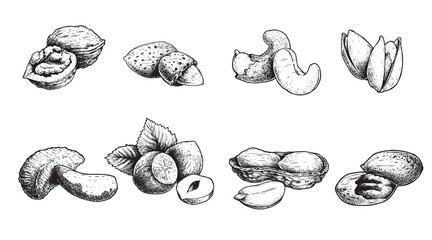 Different nuts set. Sketch style hand drawn nuts with nutshells. Walnut, pistachio, cashew, almond, peanut, hazelnut, Brazil nut and pecan. Vector illustrations. Organic food.