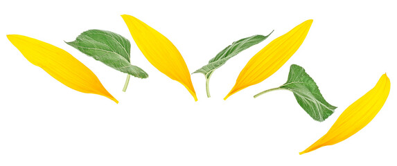 Yellow sunflower petals and green leaves of sunflower isolated on a white background