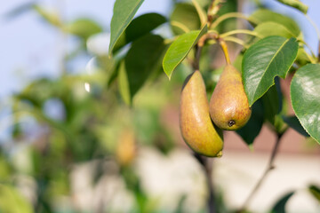 A young pear on a tree branch in a lightning ray. A juicy pear hangs on a branch and ripens in the sun. Eco-friendly fruits rich in vitamins in your garden. Pear concept on a branch.