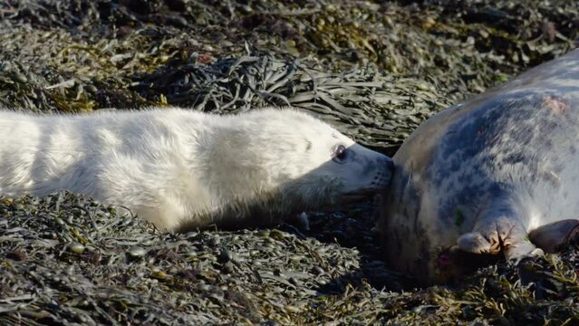 Grey seal Halichoerus grypus fluffy white pup feeding Skomer Island, Wales, UK