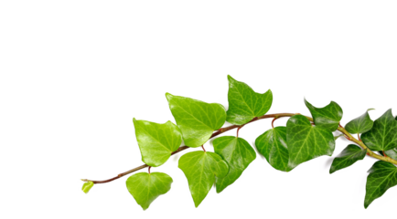 Devil's ivy leaves on twig, branch ceylon creeper foliage, hedera helix isolated white, creeping plant, clipping path