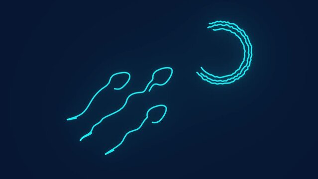 Sperm cells joins with eggs in female reproductive system fertilization