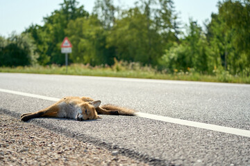 Dead fox hit by car on the side of the road.