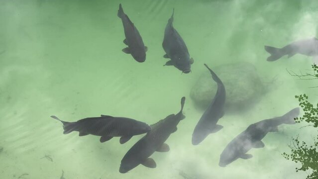 Big carp fish swimming in clear water in a mountain lake in Adrspach Rock, Czech Republic. Carp Scientific name: Cyprinus carpio life in clean pond in forest