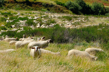 Gregge di pecore