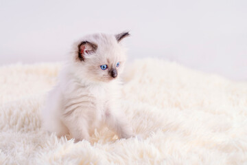 little  ragdoll kitten with blue eyes in pink collar  sitting on a beige background. High quality photo for card and calendar Space for text