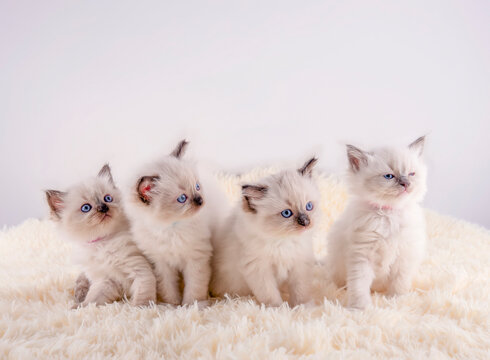 four ragdoll kitten with blue eyes  sitting on white rug on a white background