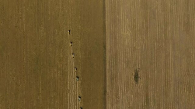 combines mowing wheat lined up in a row