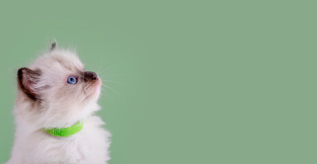 little  ragdoll kitten with blue eyes in purple collar  sitting on a green background. Space for...