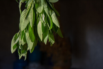 Bunch of green nettle hanging on the brown wooden background. Herbs  natural medicine. Copy space....