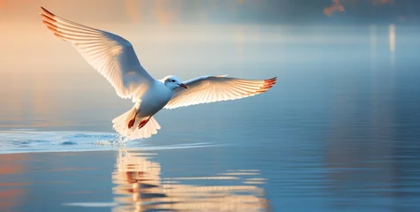 Fotobehang a white bird flying over water © Eduard
