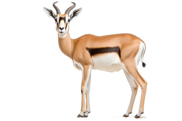 Transparent PNG of a Gazelle. Transparent Background PNG. Isolated PNG. Generative AI