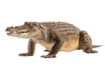 Transparent PNG of a Crocodile. Transparent Background PNG. Isolated PNG. Generative AI