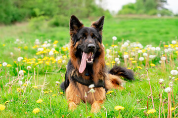 German shepherd dog in harness out for a walk lying, running, walking on the grass in sunny summer day