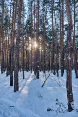 Winter Wonderland: Sunlit Snowfall Amidst Pine Trees