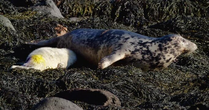 Grey seal white fluffy pup feeding at Skomer Island, Wales, UK