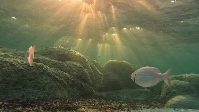 Fishes swim in the sea