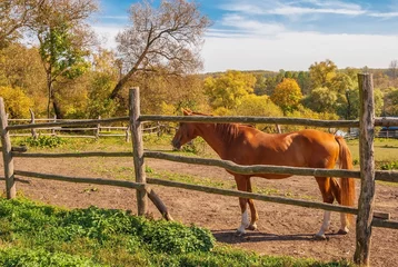 Fotobehang Sunny autumn day on a horse breeding farm © allegro60