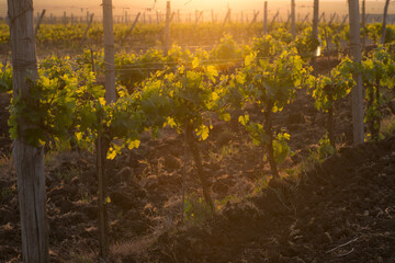 Vineyard in the light of the setting sun at sunset.