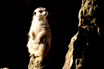Meerkat with a rock on a black background