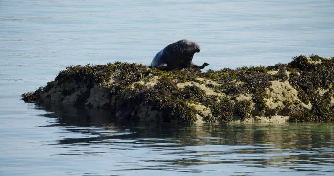 Grey seal Halichoerus grypus adult hauling out at Skomer Island, Wales, UK