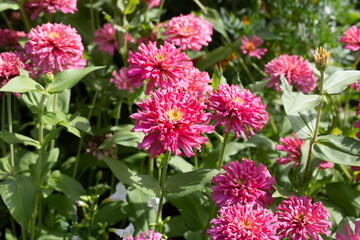 Fototapeta premium Zinnia flower in the garden