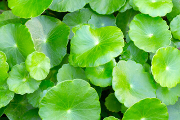 Centella asiatica (gotu kola). Fresh green leaves herb background.