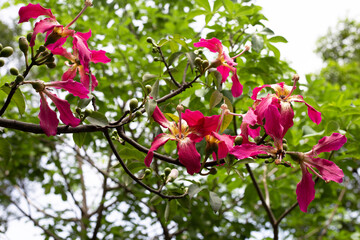 Blossom pink flower of silk floss tree chorisia