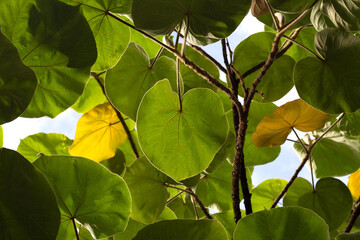 Hibiscus macrophyllus Roxb. ex Hornem. Tree against sky