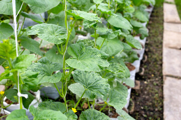 Sweet melons growing in greenhouse