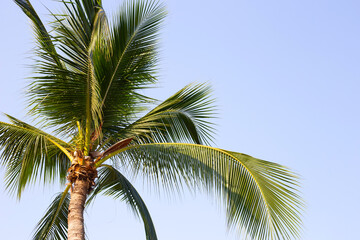 Obraz premium Coconut palm trees with blue sky