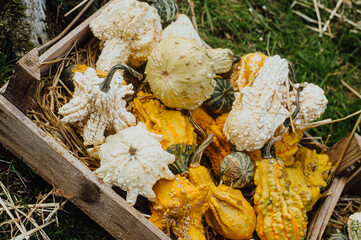 Colorful pumpkins tevture. Pumpkin autumn harvest