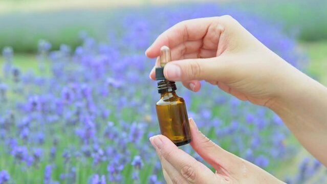 Lavender in the field. FLOWERING LAVENDER BUSHES IN A WARM SUMMER DAY. High quality 4k footage
