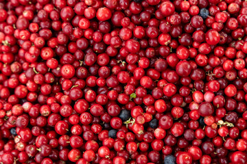Abstract background from fresh cowberry. Close up.