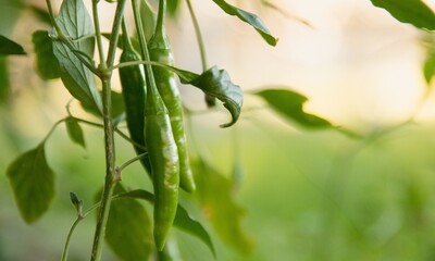 An anaheim pepper turning bright red on the plant
Green pepper on white background,Anaheim pepper...