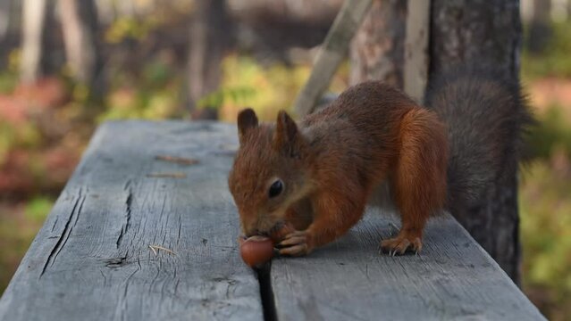 Red squirrel jumping on the wooden surface in forest and truing to pick two hazelnuts. Like a mad squirrel in the ice age. Real time video