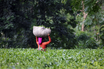 Worker carrying tea leaves in a bag in rangapani tea garden. this photo was taken from Chittagong, Bangladesh.