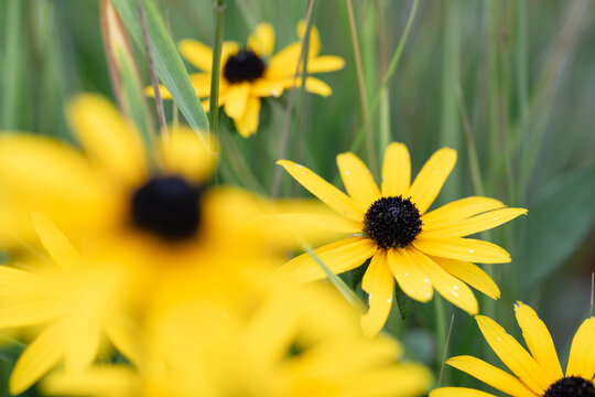 a closeup of yellow colored black-eyed Susan flowers in green grass