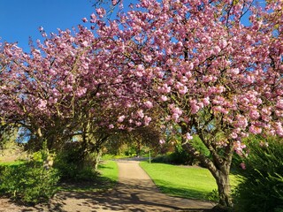Blooming cherry tree in Avenham and Miller Park in Preston, Lancashire 